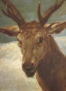Diego Velazquez Head of a Stag (df01) painting